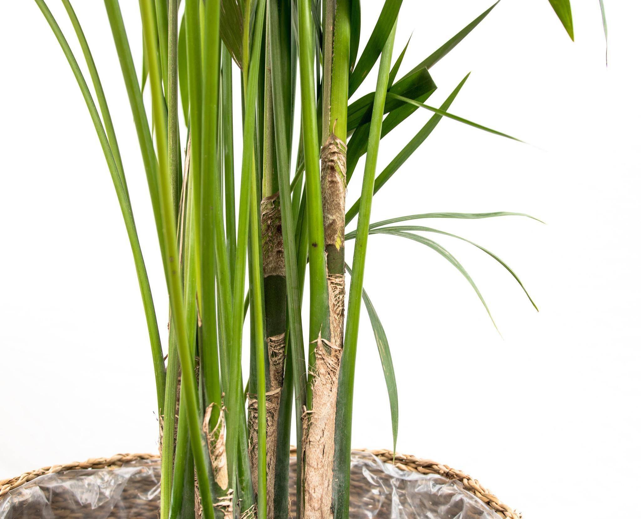 Kentia Palm - D25 H180cm - Image 3