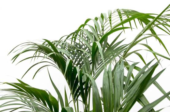 Kentia Palm - D25 H180cm - Image 4