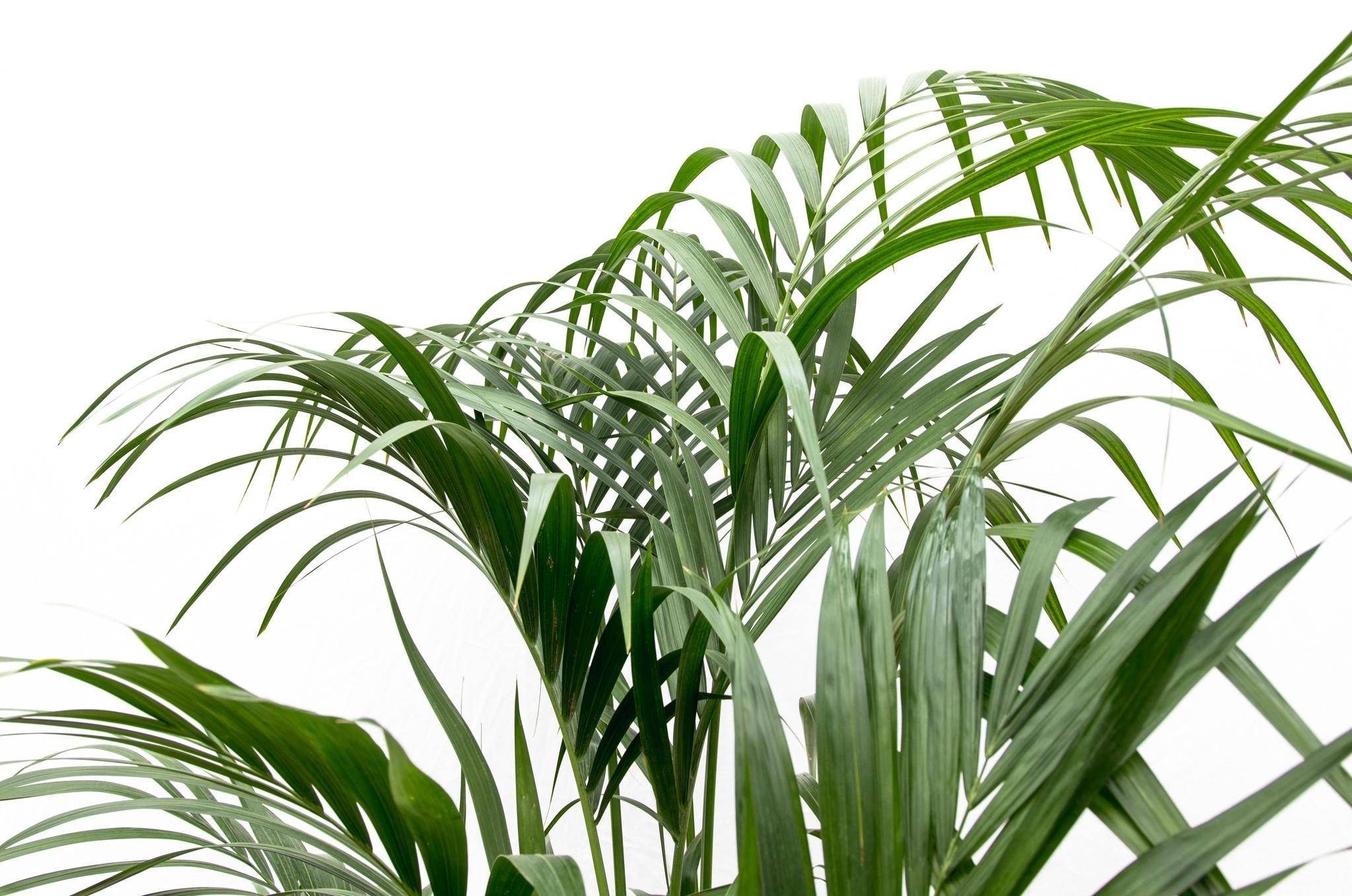 Kentia Palm - D25 H180cm - Image 4