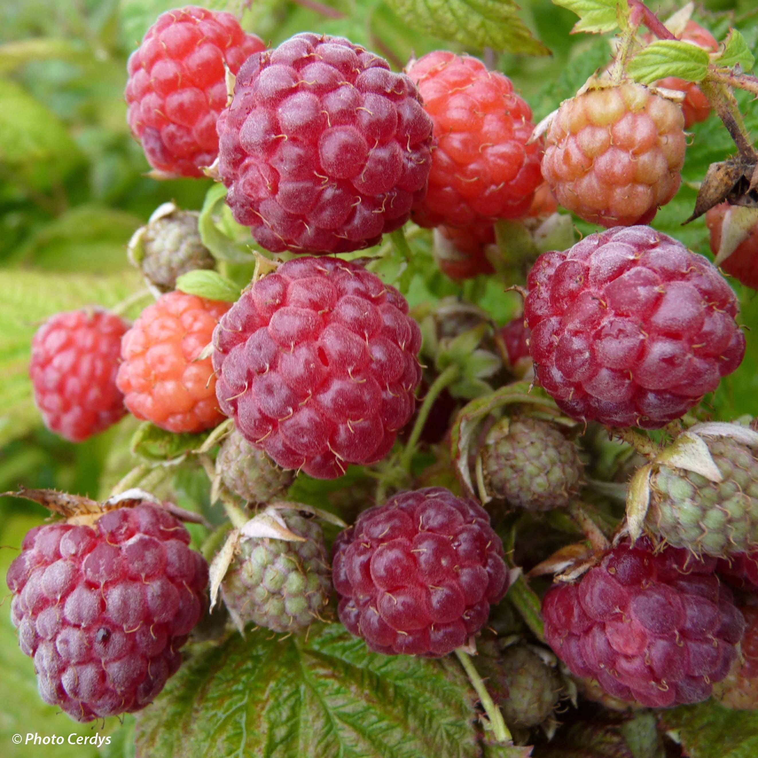 Promesse de Fleurs - Framboisier remontant Blissy ou Autumn Bliss - Rubus ideaus Pot de 1,5L/2L, Touffe