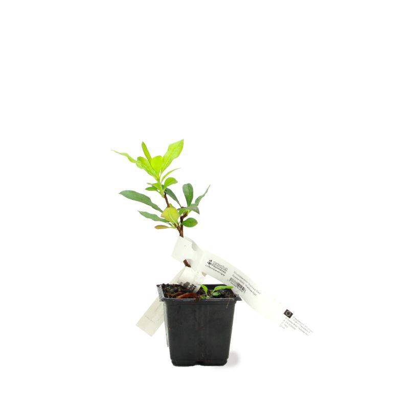 Rhododendron 'Jolie Madame' (Rhododendron 'Jolie Madame') - Godet - Taille 10/15cm - Pépinières Naudet - Image 2