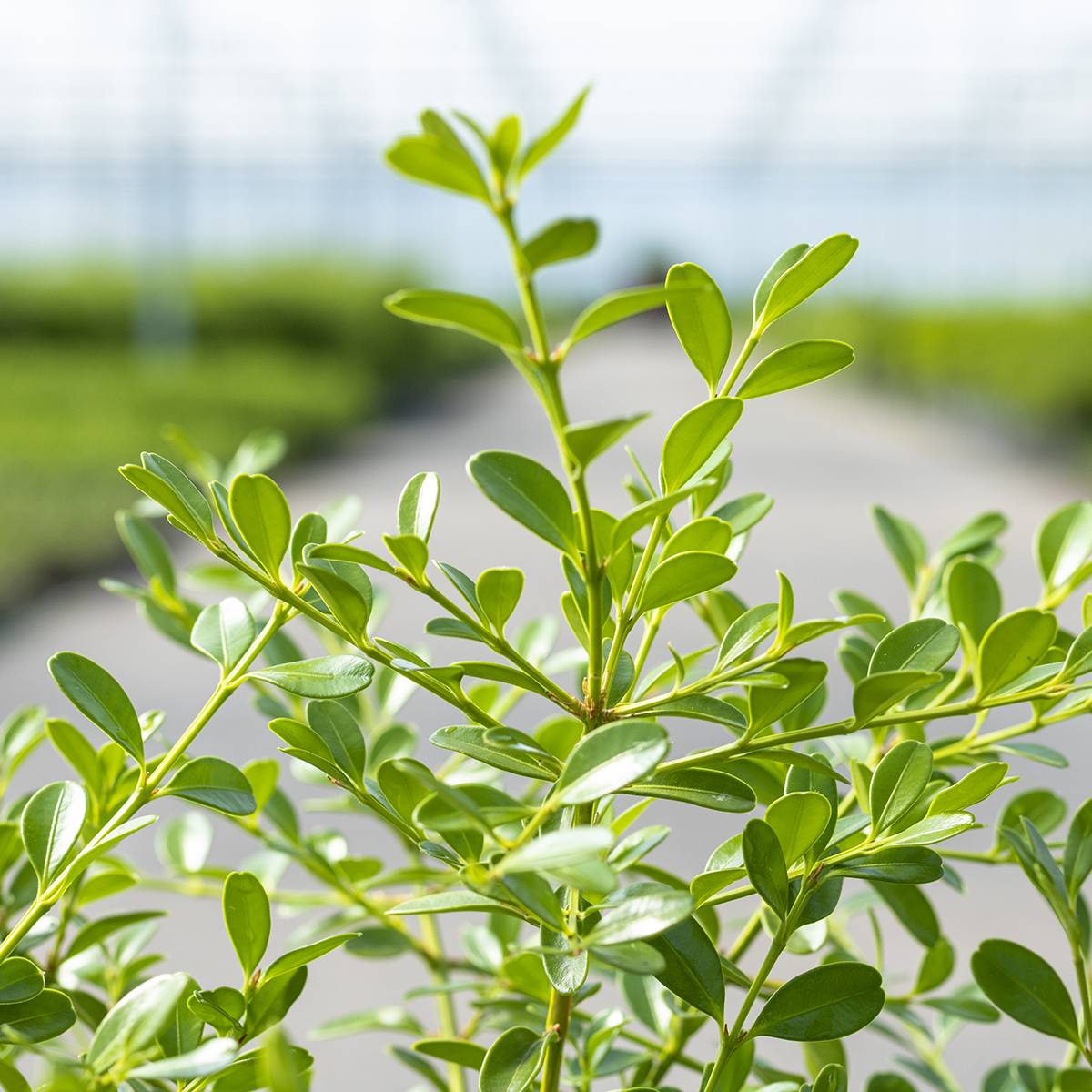Promesse de Fleurs - Buis - Buxus Betterbuxus Skylight Pot de 3L/4L