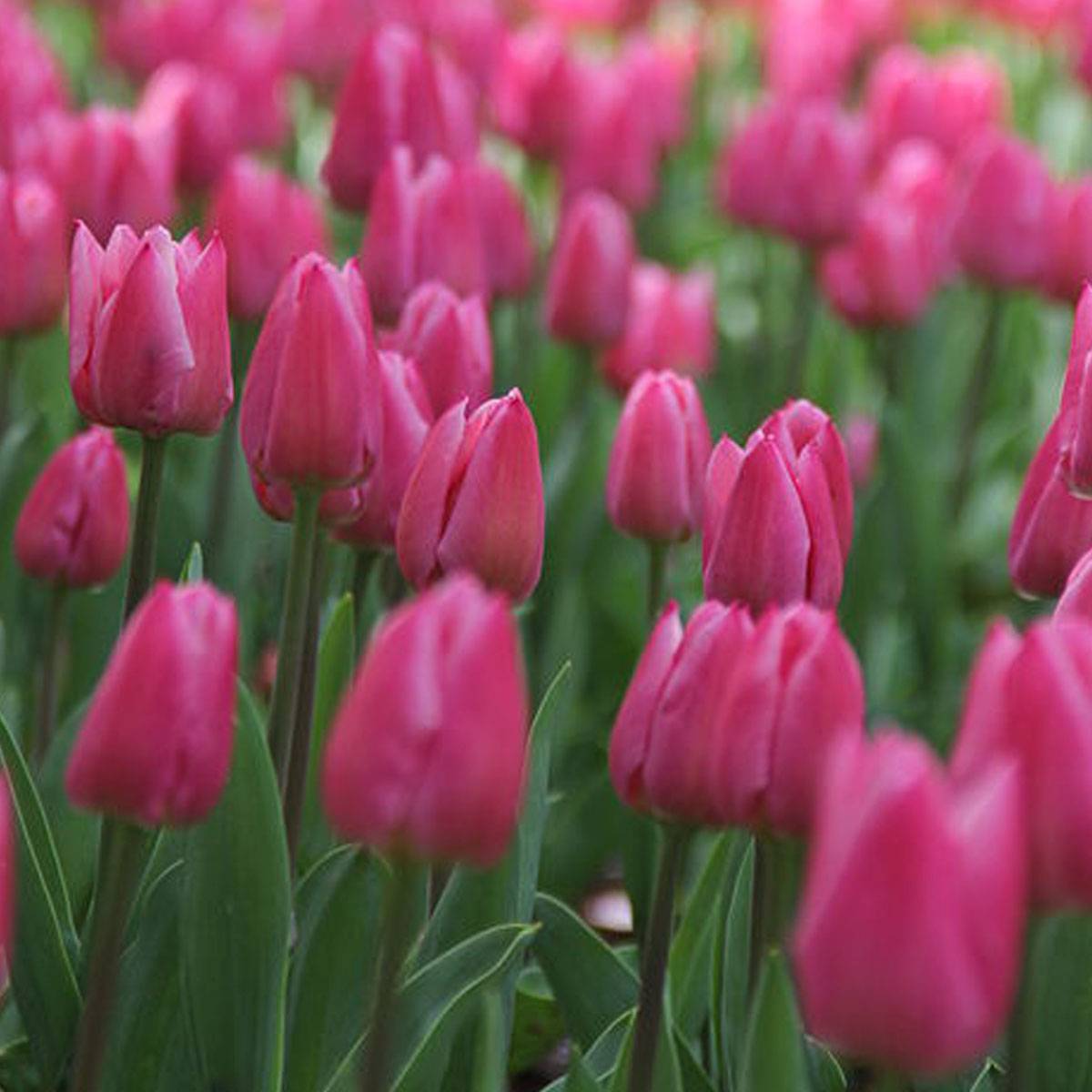 Promesse de Fleurs - Tulipe simple hâtive Christmas Dream Bulbe calibre 11/12 (par 10)