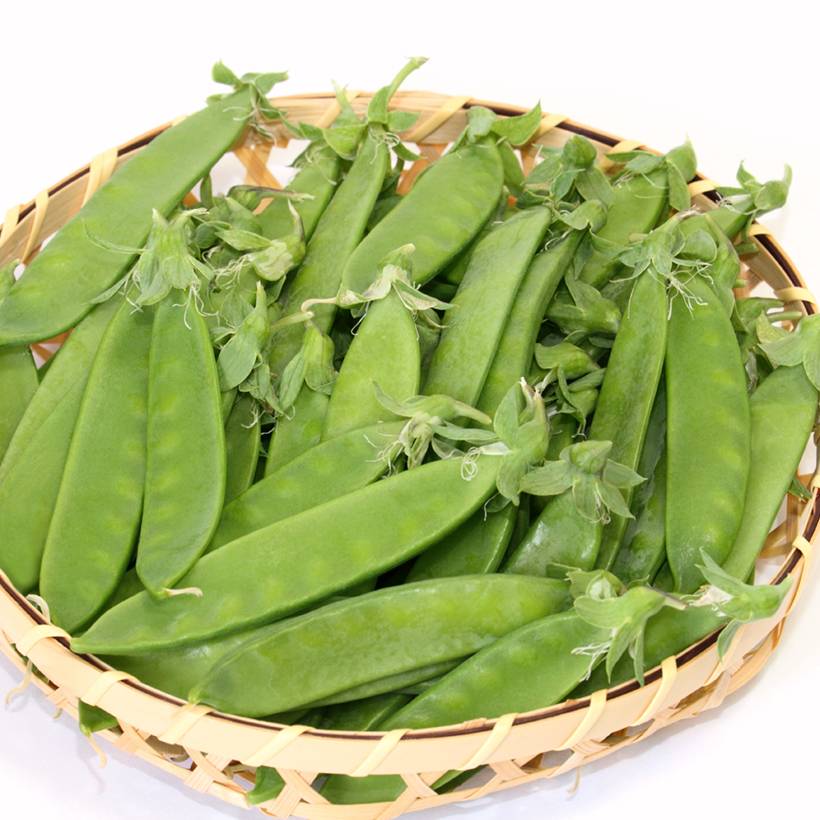Pois demi-ramant Carouby de Maussane mangetout - Pisum sativum le sachet de 250-350 graines environ (100g)