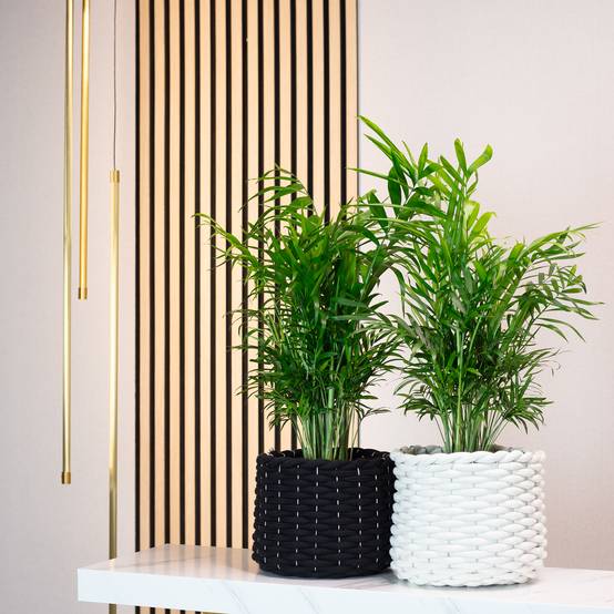 Palmier de montagne - plante d'intérieur facile d'entretien, Chamaedorea elegans - hauteur env. 70 cm, pot-Ø 17 cm - Image 2
