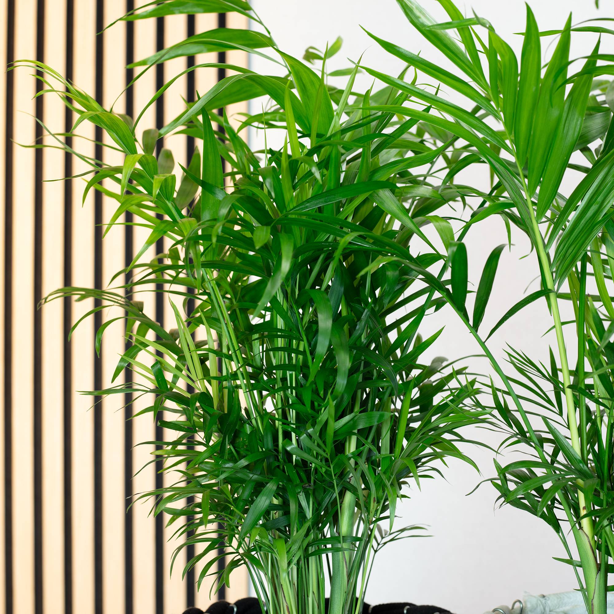 Palmier de montagne - plante d'intérieur facile d'entretien, Chamaedorea elegans - hauteur env. 70 cm, pot-Ø 17 cm - Image 3