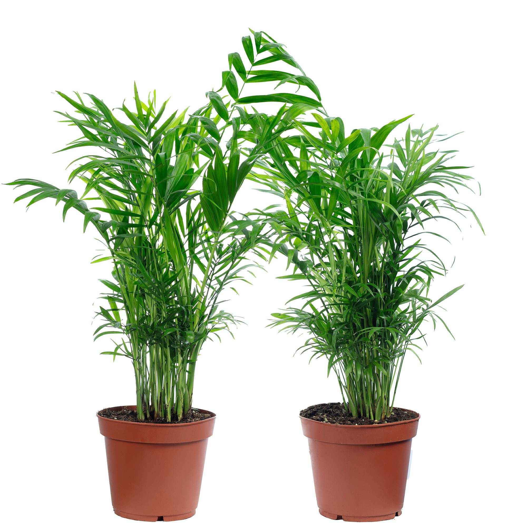 Palmier de montagne - plante d'intérieur facile d'entretien, Chamaedorea elegans - hauteur env. 70 cm, pot-Ø 17 cm - Image 1