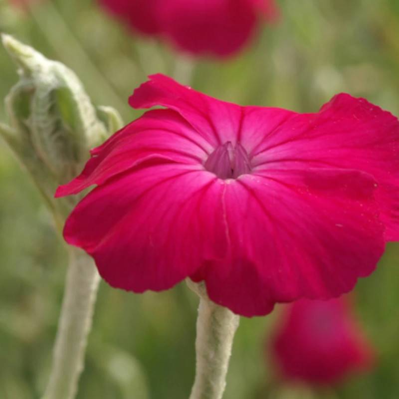Coquelourde des jardins à fleurs Rose - feuillage Caduc - Godet - 5/20 cm-  hauteur à maturité De 0,50 m à 1,00 m