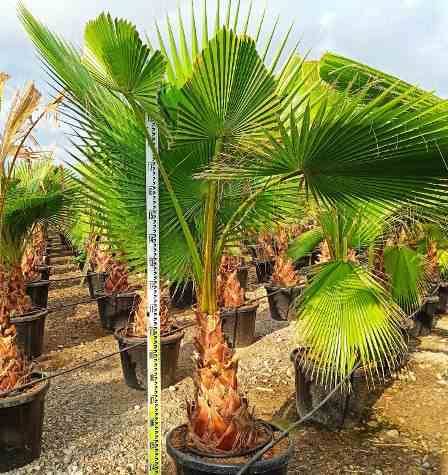 Sans Marque - Washingtonia Robusta (Palmier éventail, Palmier du Mexique ) SPÉCIMEN Couleur floraison:Rose - Taille:Pot 65L - 150/175cm - pied 40/60 - Image 8