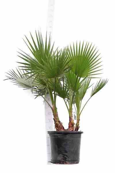 Sans Marque - Washingtonia Robusta (Palmier éventail, Palmier du Mexique ) SPÉCIMEN Couleur floraison:Rose - Taille:Pot 65L - 150/175cm - pied 40/60 - Image 3