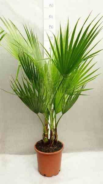 Sans Marque - Washingtonia Robusta (Palmier éventail, Palmier du Mexique ) SPÉCIMEN Couleur floraison:Rose - Taille:Pot 65L - 150/175cm - pied 40/60 - Image 1