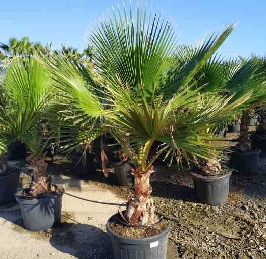 Sans Marque - Washingtonia Robusta (Palmier éventail, Palmier du Mexique ) SPÉCIMEN Couleur floraison:Rose - Taille:Pot 65L - 150/175cm - pied 40/60 - Image 6