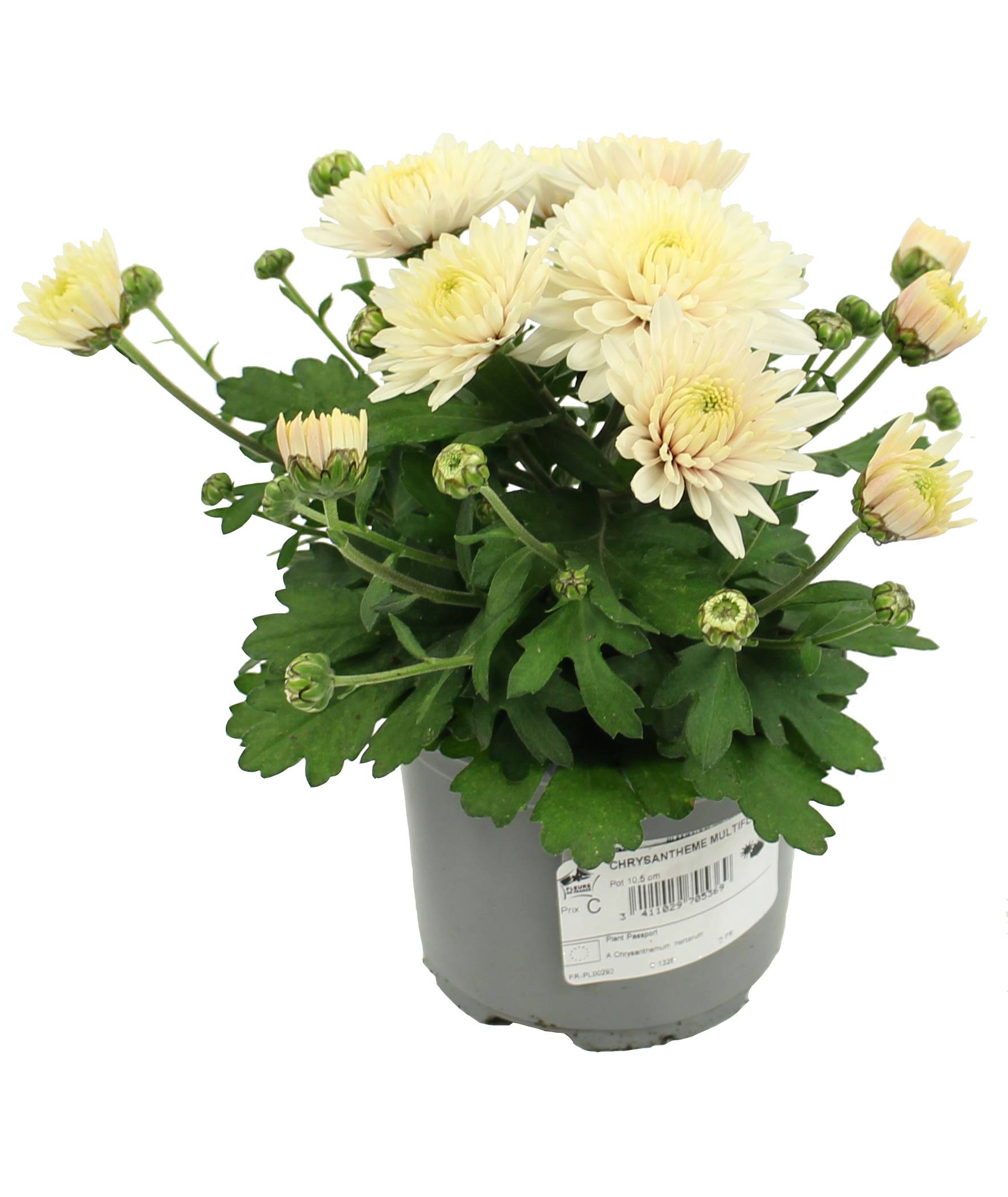 Fleuron D'Anjou - Plant de CHRYSANTHEME MULTIFLEUR Pot 10,5 cm - Image 3