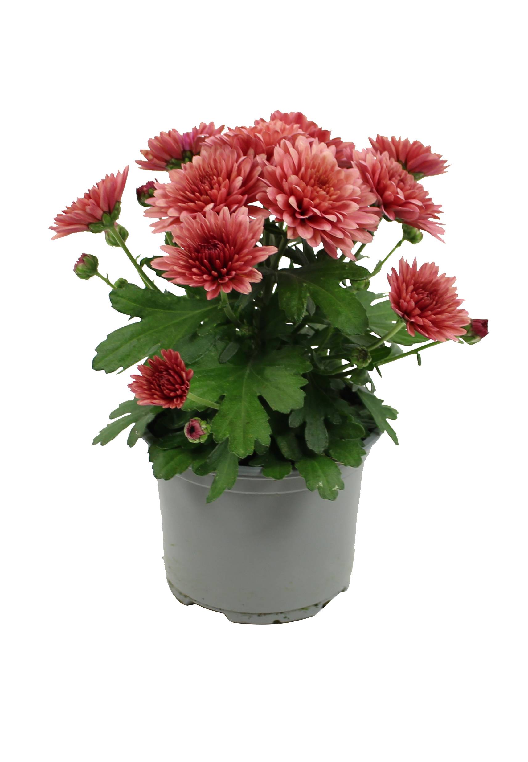 Fleuron D'Anjou - Plant de CHRYSANTHEME MULTIFLEUR Pot 10,5 cm - Image 1