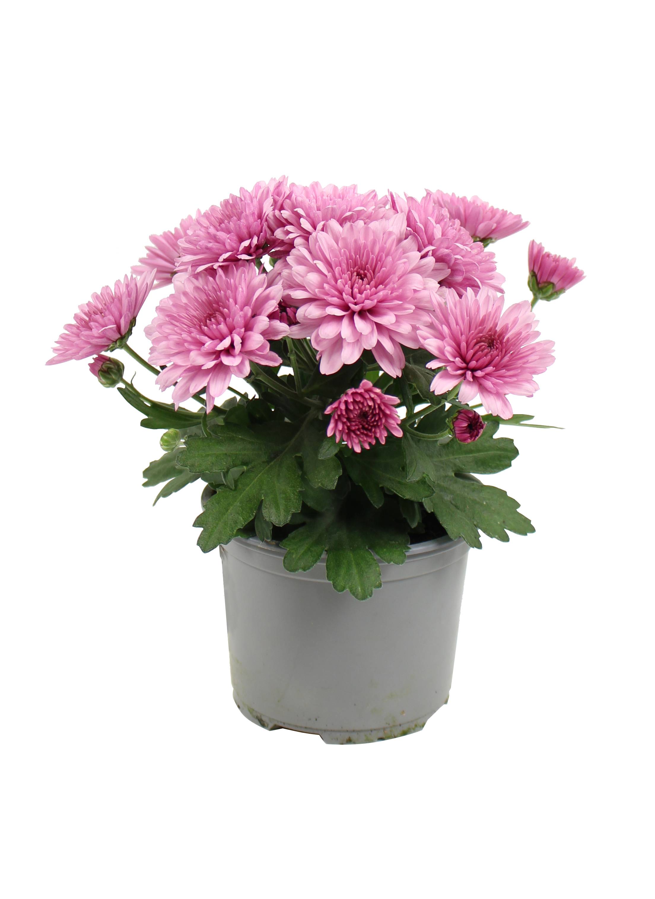 Fleuron D'Anjou - Plant de CHRYSANTHEME MULTIFLEUR Pot 10,5 cm - Image 2