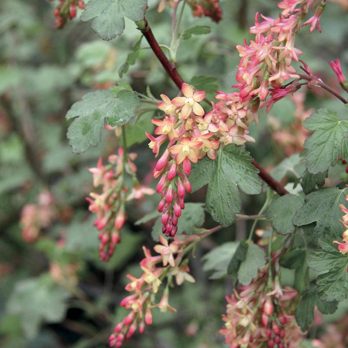 Promesse de Fleurs - Ribes gordonianum - Groseillier de Gordon Pot de 3L/4L - Image 1