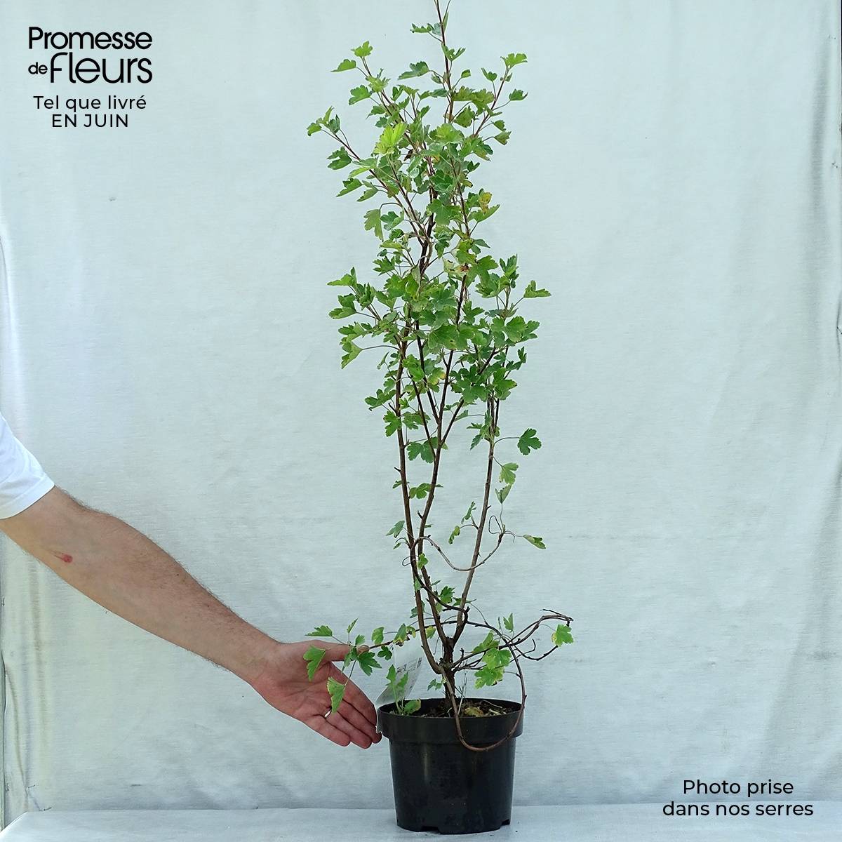 Promesse de Fleurs - Ribes gordonianum - Groseillier de Gordon Pot de 3L/4L - Image 2
