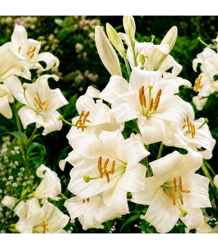 Lys de Saint-Antoine Lilium Candidum Sgaravatti 1 bulbe blanc, grande floraison parfumée idéale en massif - 474606