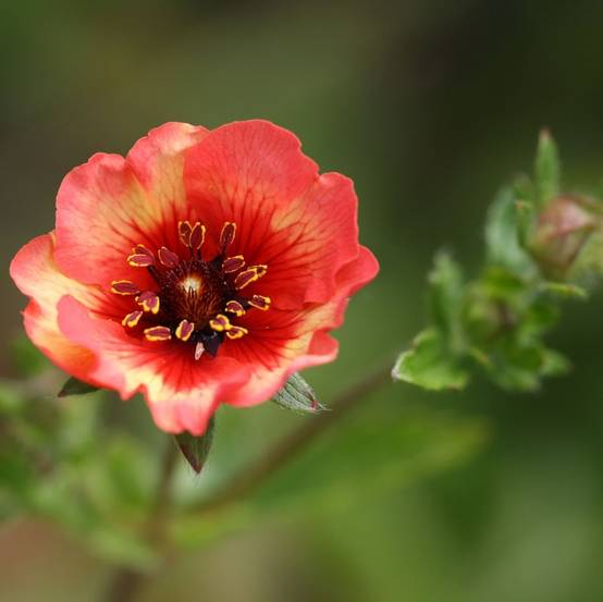 Potentilla nepalensis Miss Willmott - Potentille vivace du Népal Godet de 8/9 cm