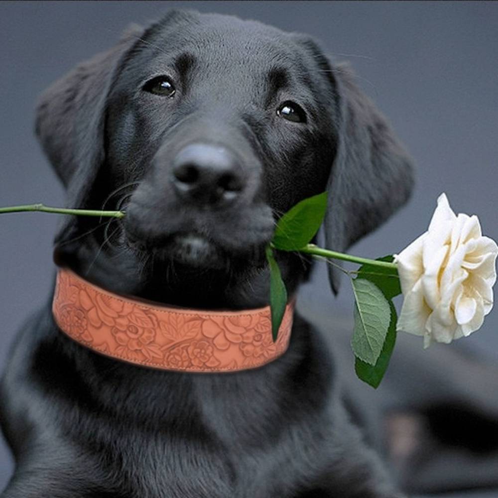 Collier pour chien ajustable m - IntiMeg - Image 5
