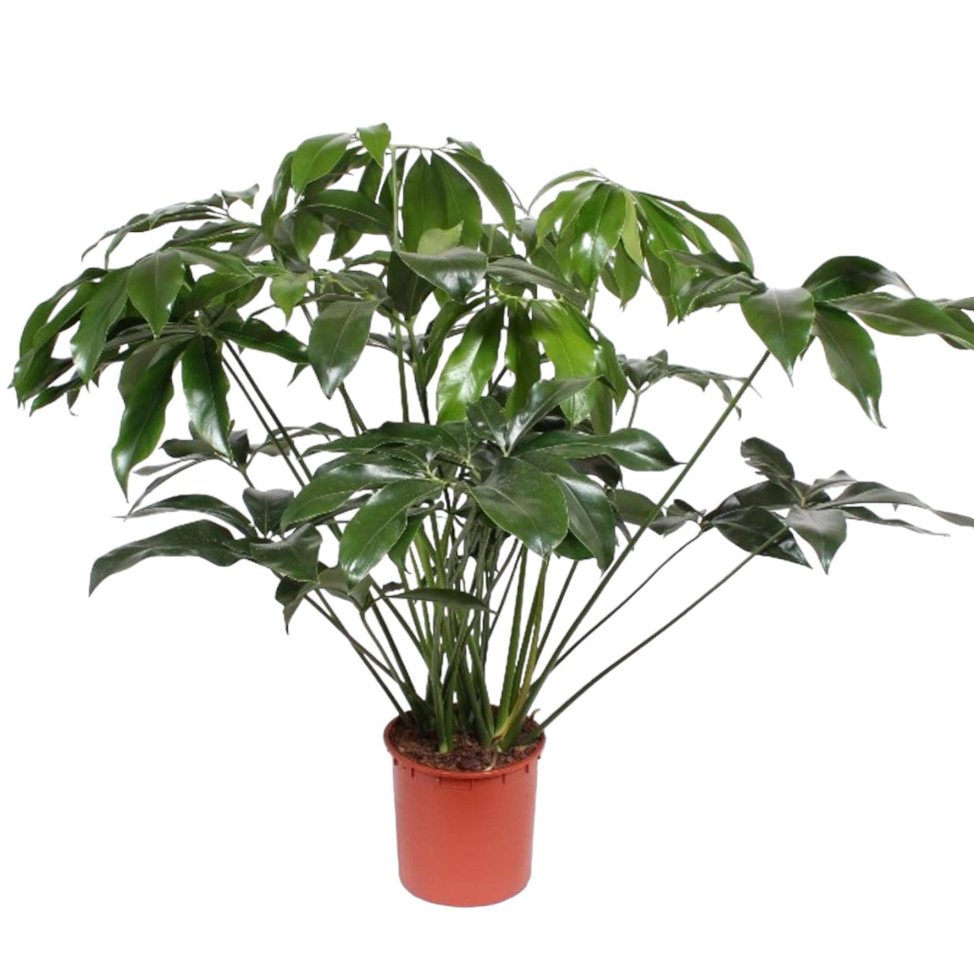 Philodendron Vert Wonder - D34 H140cm