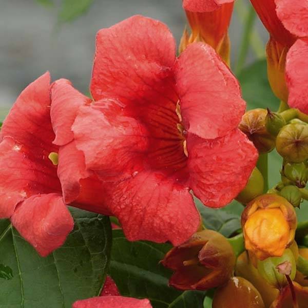 Campsis radicans Stromboli - Bignone de Virginie Pot de 2L/3L