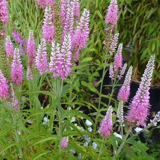 Veronica longifolia Candied Candle - Véronique à longues feuilles Godet de 8/9 cm