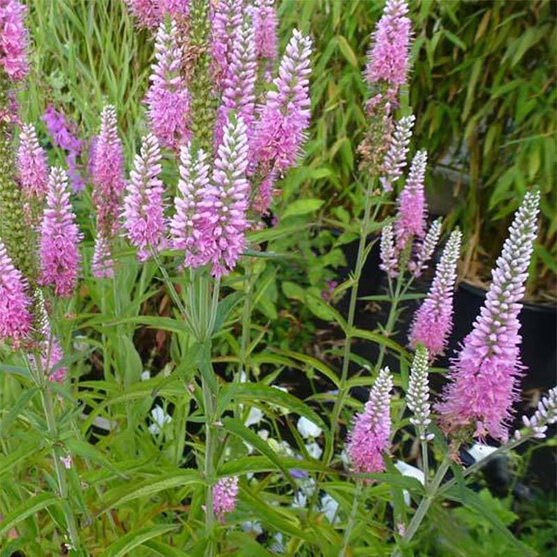Veronica longifolia Candied Candle - Véronique à longues feuilles Godet de 8/9 cm