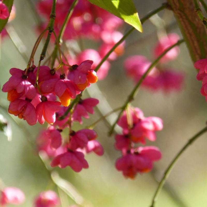 Fusain ailé compact, Euonymus à fleurs Blanche - feuillage Caduc - Pot de 3L - 20/40 cm-  hauteur à maturité De 0,50 m à 1,00 m - Image 3