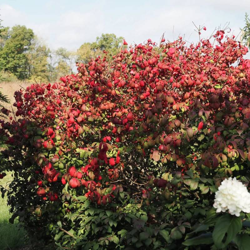 Fusain ailé compact, Euonymus à fleurs Blanche - feuillage Caduc - Pot de 3L - 20/40 cm-  hauteur à maturité De 0,50 m à 1,00 m - Image 8