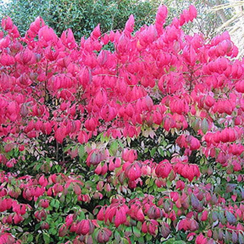 Fusain ailé compact, Euonymus à fleurs Blanche - feuillage Caduc - Pot de 3L - 20/40 cm- hauteur à maturité De 0,50 m à 1,00 m - Image 2