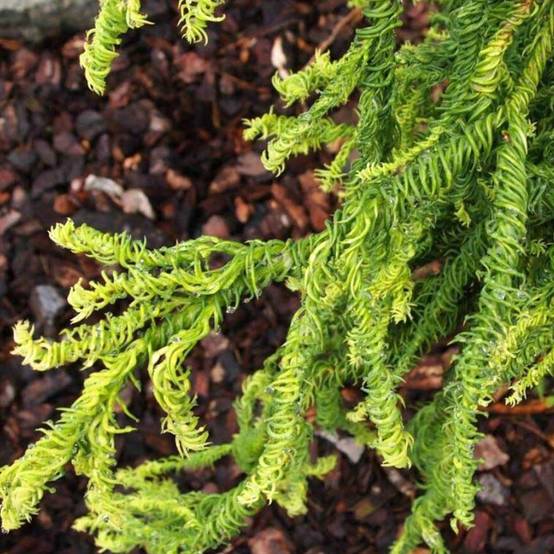 Cryptomeria japonica Kyara Gold - Cèdre du Japon doré Pot de 3L/4L - Image 1