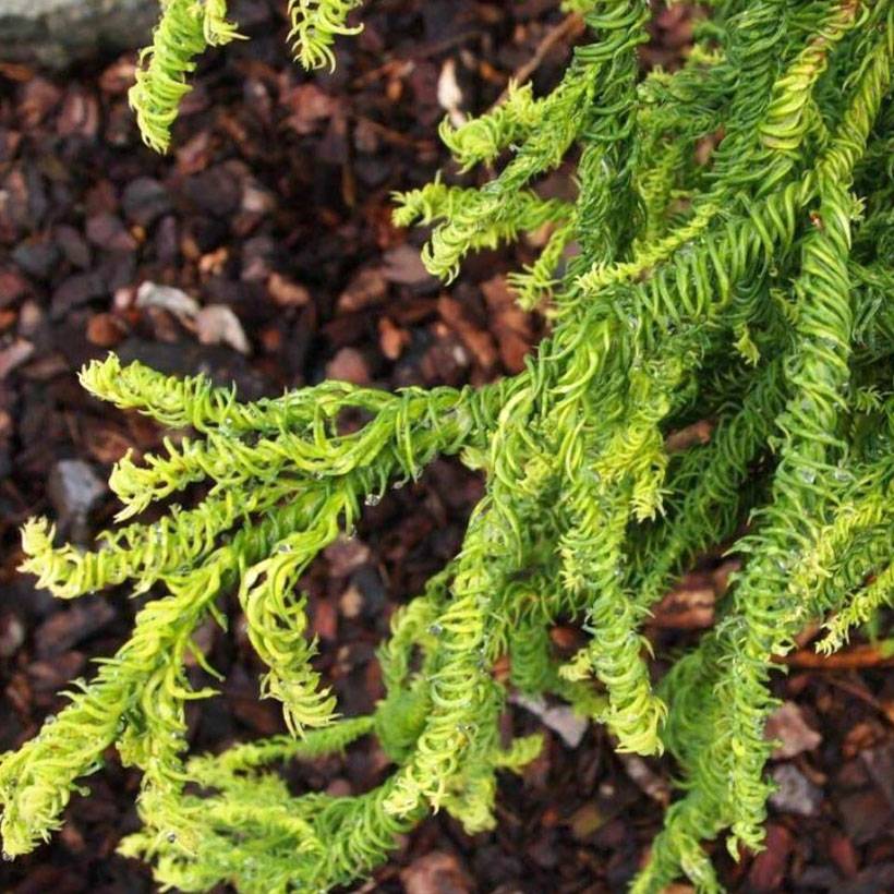 Cryptomeria japonica Kyara Gold - Cèdre du Japon doré Pot de 3L/4L - Image 1