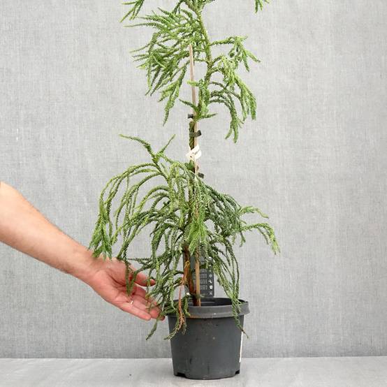 Cryptomeria japonica Kyara Gold - Cèdre du Japon doré Pot de 3L/4L - Image 2