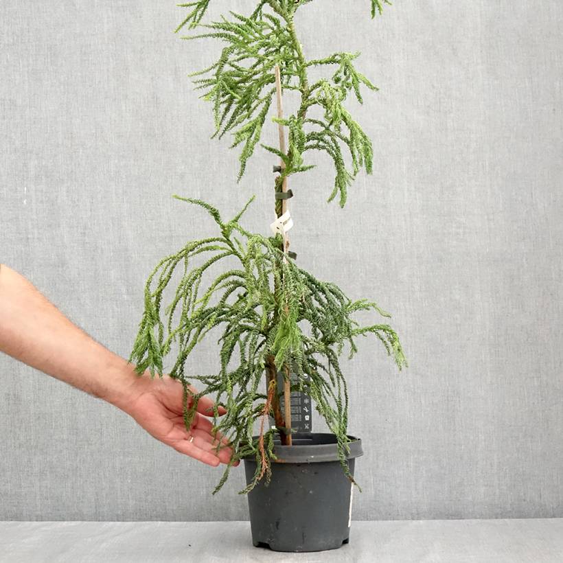 Cryptomeria japonica Kyara Gold - Cèdre du Japon doré Pot de 3L/4L - Image 2