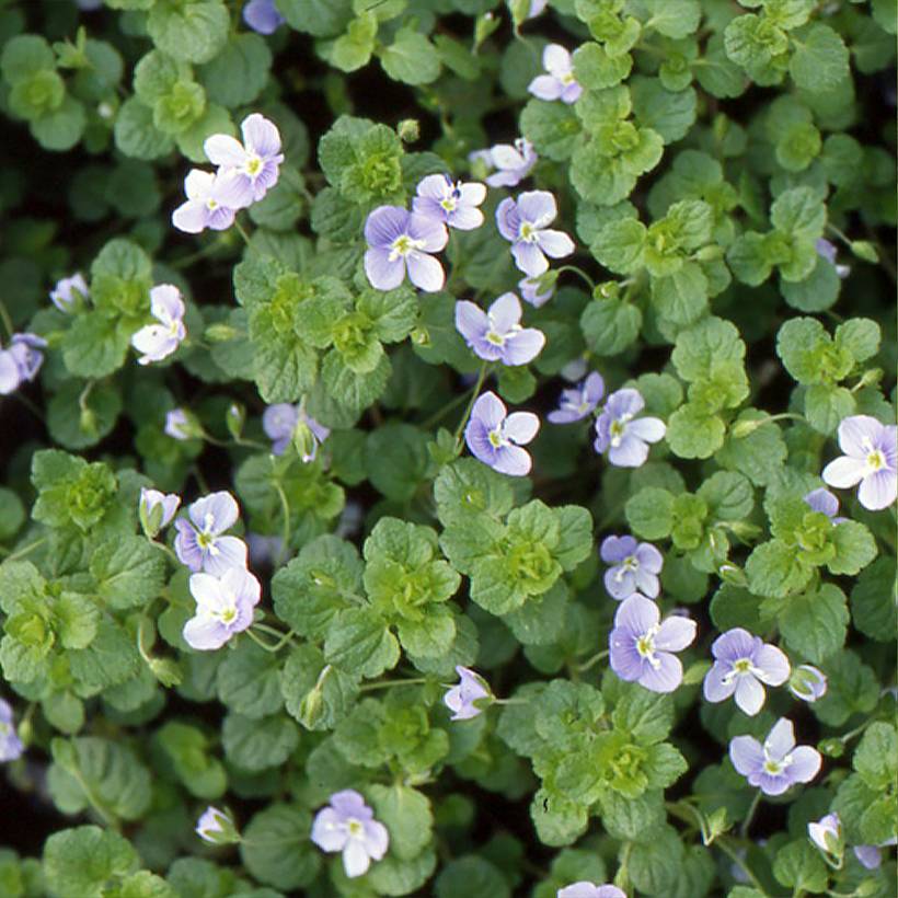 Promesse de Fleurs - Veronica filiformis - Véronique filiforme Godet de 8/9 cm