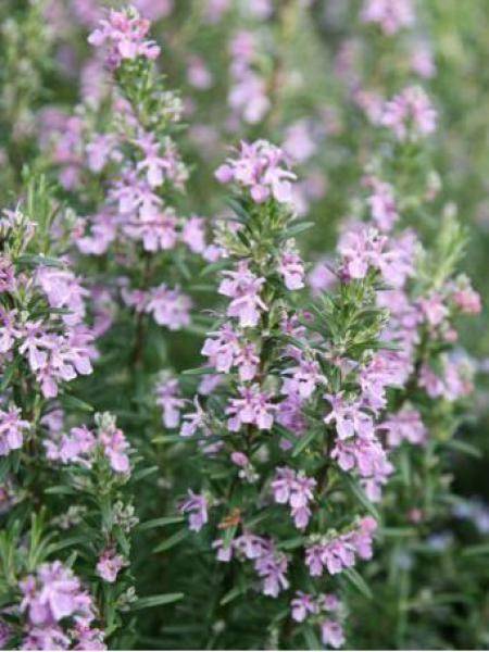 Romarin - Rosmarinus officinalis Majorca Pink Godet de 8/9 cm
