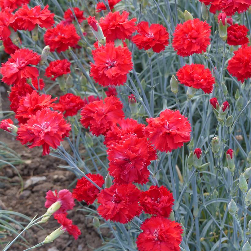 Graines d'Œillet des fleuristes Triumph Scarlet le sachet de 200 graines environ (0,5g)