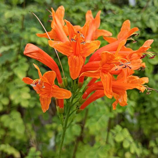 Promesse de Fleurs - Tecomaria (Tecoma) capensis - Chèvrefeuille du Cap Pot de 2L/3L
