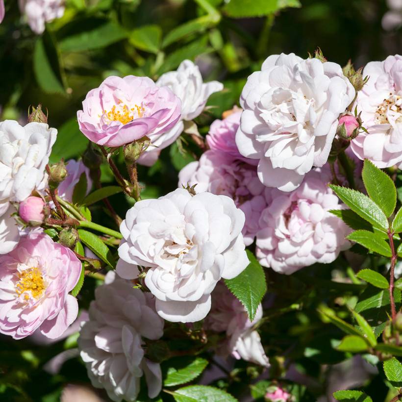 Promesse de Fleurs - Rosier grimpant anglais Little Rambler Racines nues en motte