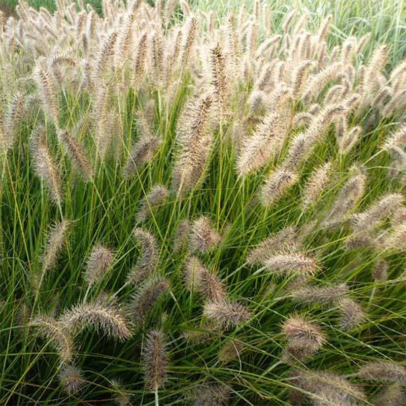 Pennisetum alopecuroides Gelbstiel - Herbe aux écouvillons  Godet de 8/9 cm