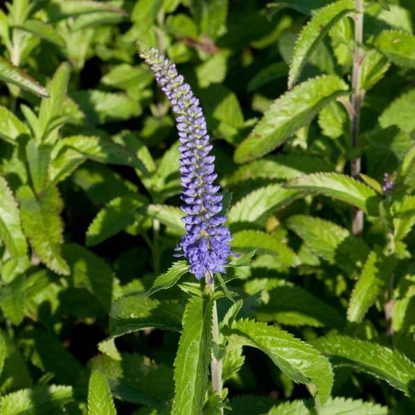 Veronica longifolia Blauriesin - Véronique à grandes feuilles Godet de 8/9 cm