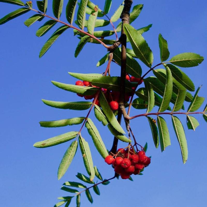 Sorbier des oiseleurs, Sorbus - Pot de 35L - Tige 8/10 - 175/200 cm - Image 2
