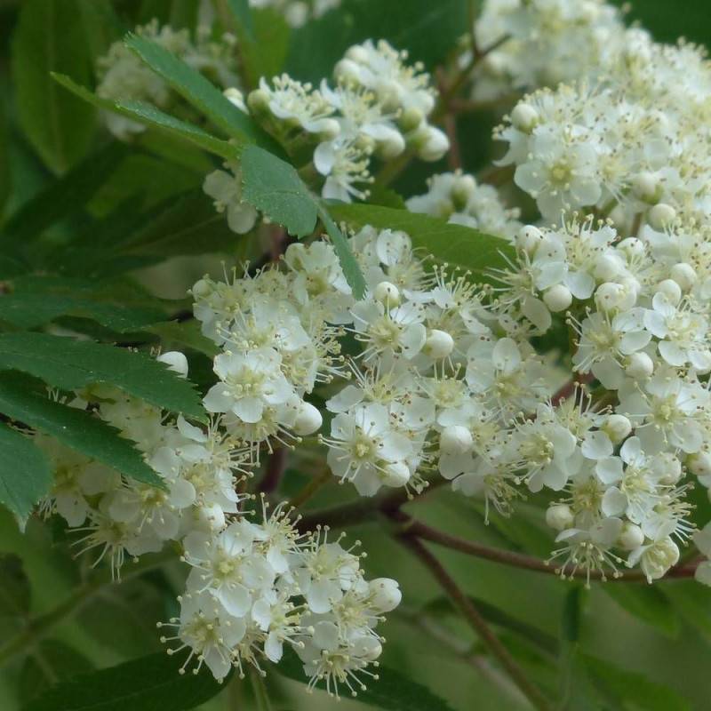 Sorbier des oiseleurs, Sorbus - Pot de 35L - Tige 8/10 - 175/200 cm - Image 3