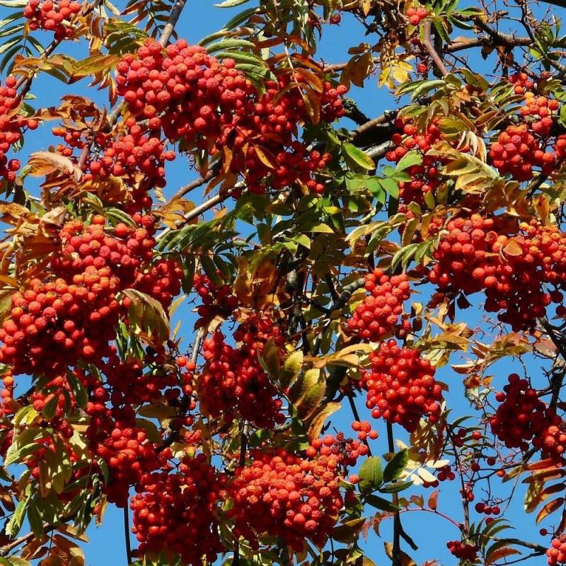 Sorbier des oiseleurs, Sorbus - Pot de 35L - Tige 8/10 - 175/200 cm - Image 4