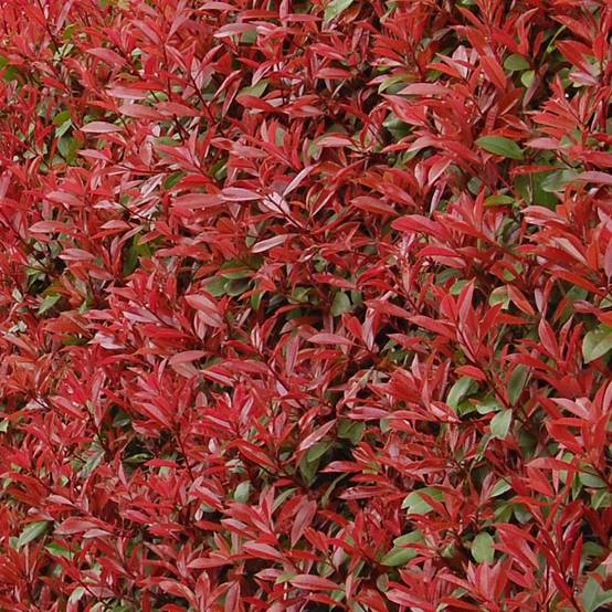 Promesse de Fleurs - Photinia fraseri Carré Rouge Godet de 8/9 cm - Image 1