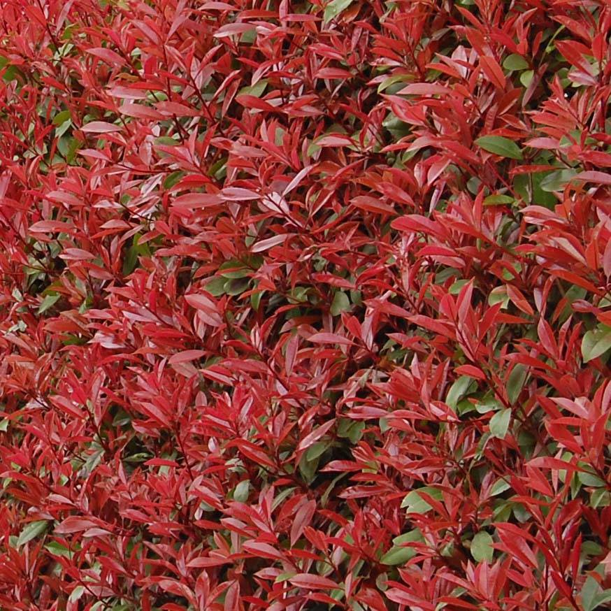 Promesse de Fleurs - Photinia fraseri Carré Rouge Godet de 8/9 cm - Image 1
