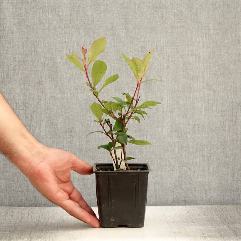 Promesse de Fleurs - Photinia fraseri Carré Rouge Godet de 8/9 cm - Image 2