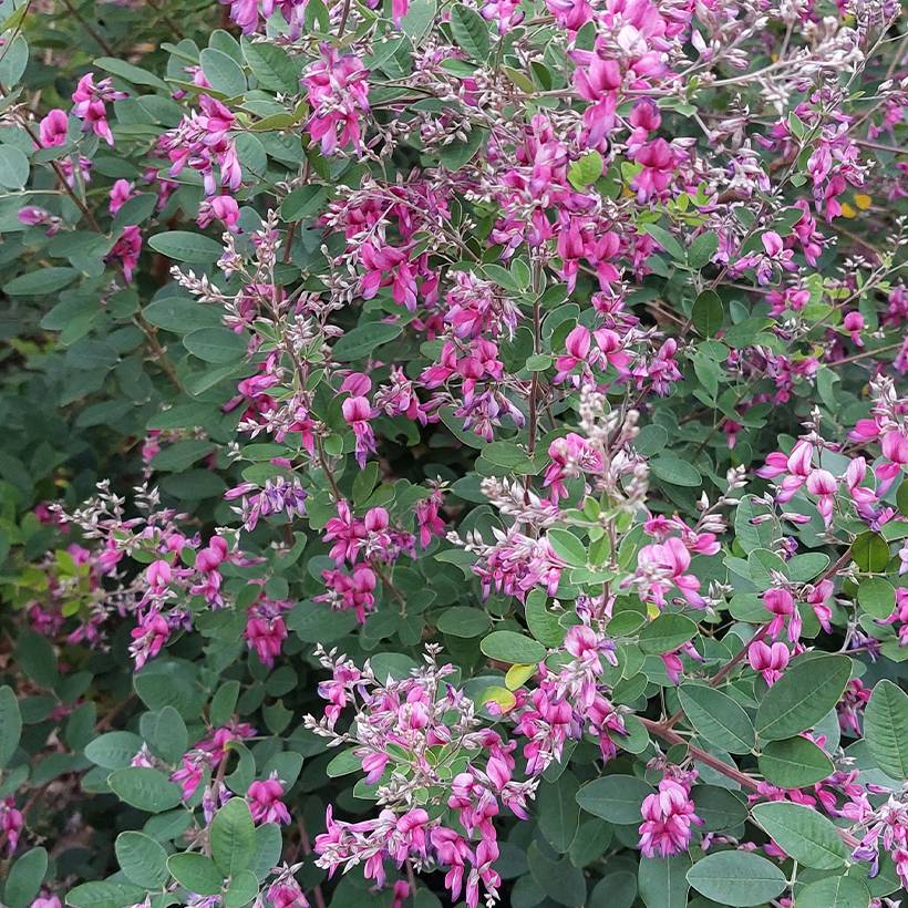 Lespedeza liukiuensis Little Volcano - Trèfle en arbre Pot de 3L/4L - Image 1