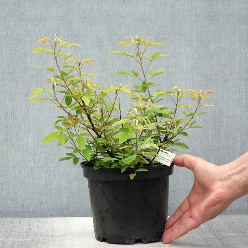 Lespedeza liukiuensis Little Volcano - Trèfle en arbre Pot de 3L/4L - Image 2